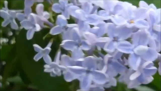 Человек сегодняшнего времени - пятимерное существо. Для него уже приоткрыто 5-е измерение смотреть онлайн