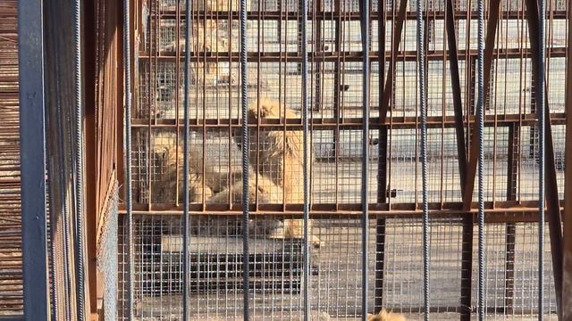 Юная гвардия обзаводится гривками) Тайган смотреть онлайн