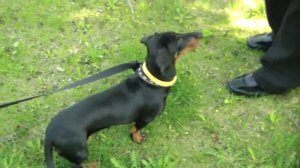 Дрессировка таксы doglass.ru