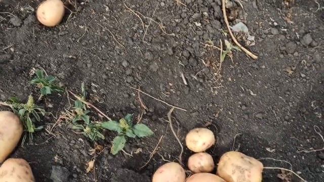 Рассказываю некоторые особенности для урожайности картофеля. смотреть онлайн