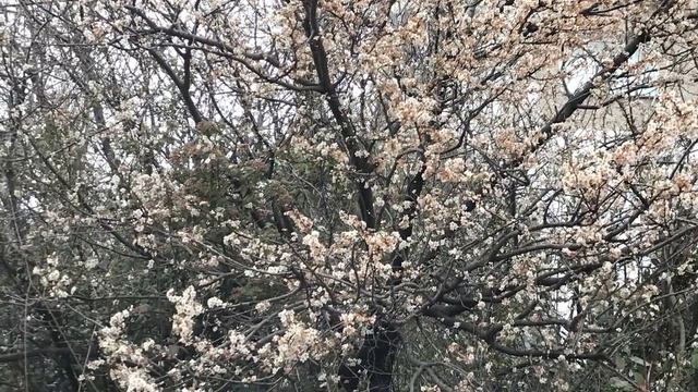 164. Когда Цветёт Миндаль...цветущие Деревья Алупки..Релакс видео..