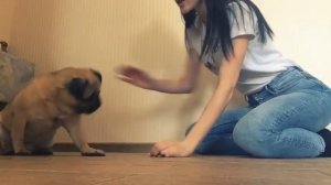 Как научить мопса командам?