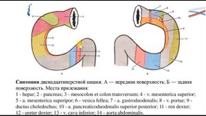 Топографическая анатомия. Двенадцатиперстная кишка.