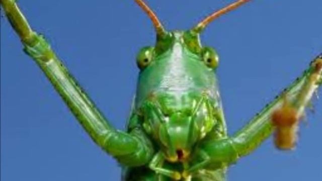 Какие интересные кузнечики смотреть онлайн