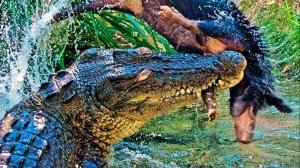 Гребнистый крокодил - свирепый хозяин рек и болот! Он охотится на китов и тигров!