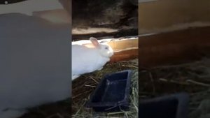 Белый панон и строкач мои кролики