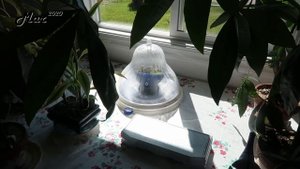 Hoya imbricata | Lessons Learned 2020