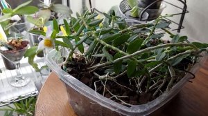 #dendrobium_Loddigesii #цветение сентябрь 22г. второе #домашнеецветение.