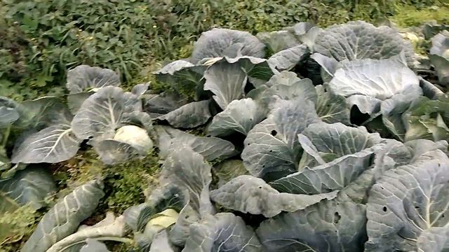 Убираю морковь и свеклу столовую.