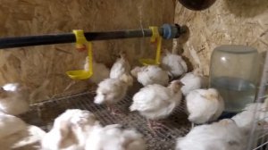 техасский перепел 3 недели. Как выросли и выживаемость.