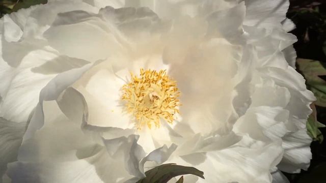 Пион - красавец. Сад дача. Огромный бутон. Цветы и жизнь Канада смотреть онлайн