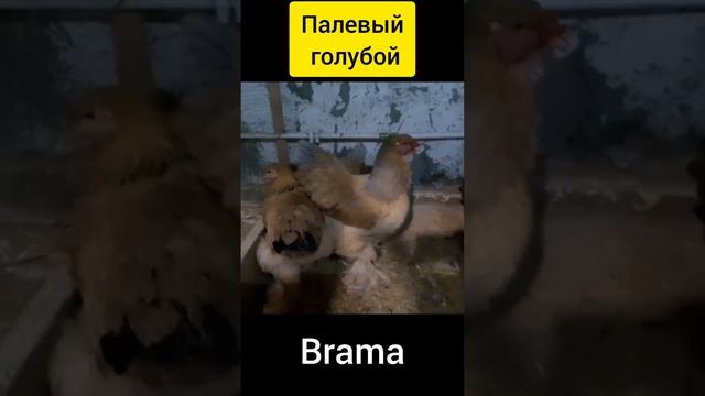 Палевый голубой брама Brama #tovuqlar #куры #брама #chicken #brama #товук