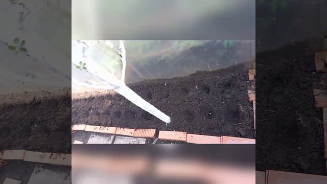 #высаживаюгладиолусы #гладиолусы #цветы смотреть онлайн