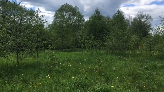 Участок напротив леса в Карабихе смотреть онлайн