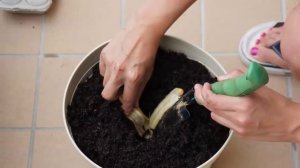 Подкормка из банановой кожуры. Варианты приготовления бананового удобрения для растений.