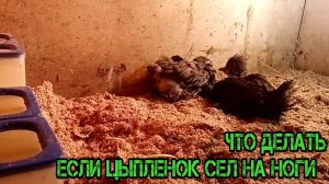 Что делать если цыпленок сел на ноги
