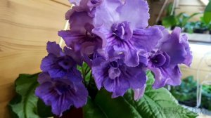 Стрептокарпус ZM- Романтика. Ароматный.