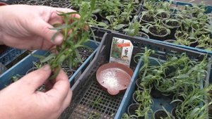 Черенкование гвоздики Лилипот.