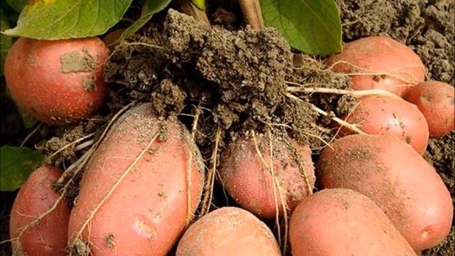 Лучшие сорта картофеля российской и зарубежной селекции. Часть 2