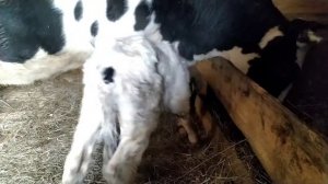 Теленок пьет молоко. Наш новорожденный.