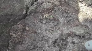 Как посадить виноград ? правильная посадка саженца