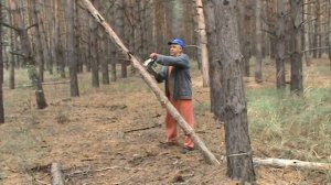 Как правильно валить деревья бензопилой STIHL