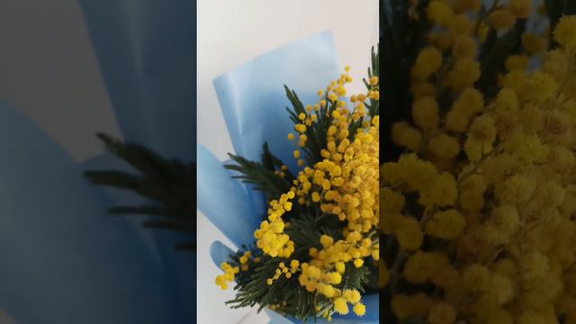 Мимоза смотреть онлайн