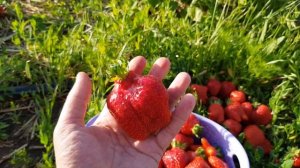 Как выглядит клубника Азия?