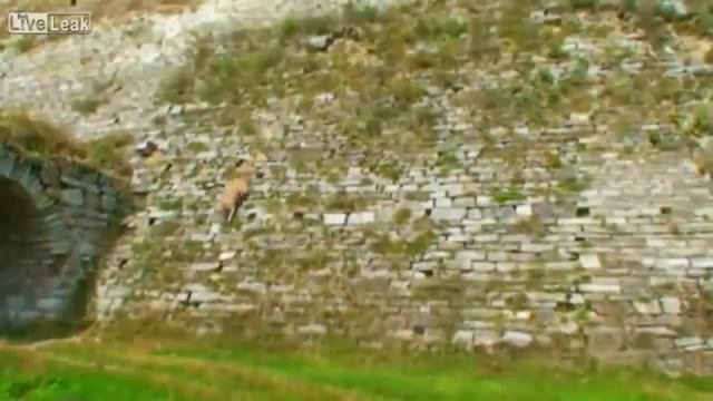 Собаки ПИТБУЛЬ и СТАФФ - МОЩЬ И СИЛА-pit bull terrier смотреть онлайн