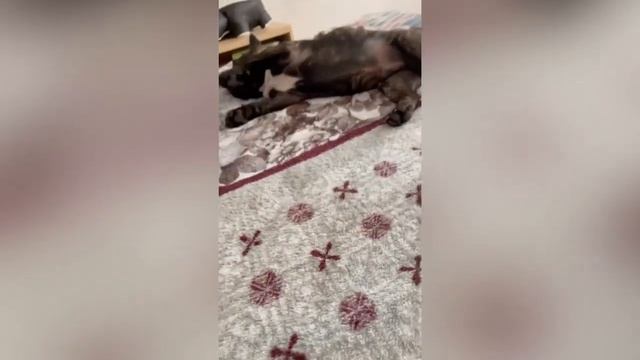 Мягкие игрушки для собак. Как бульдожка Элтон отобрал акулу из Икеи смотреть онлайн