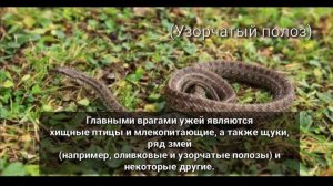 Водяной уж | Natrix tessellata | Подробный рассказ и описание