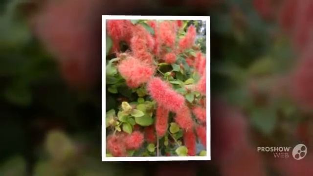 Acalypha - garden plants смотреть онлайн