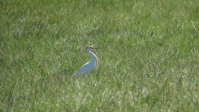 Volavka rusohlavá Bubulcus ibis Cattle egret смотреть онлайн