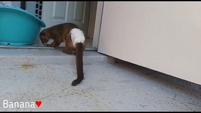 Цветочное настроение. Кинкажу Banana ♥ смотреть онлайн