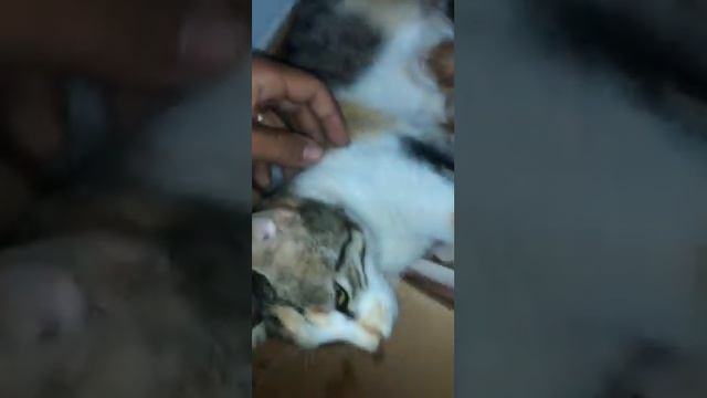 اللي معندو هم تولدو له موشتو 😸😸😸😸😸😸قولوا مبروك 😻😻😻😻😻😻❤️