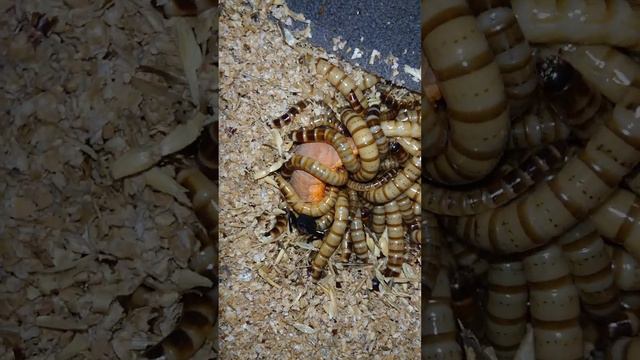 ужасные черви. и жуки смотреть онлайн