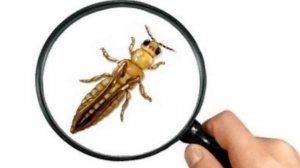 ТРИПСЫ // Способ борьбы с трипсами