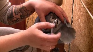 Мельница для солода с мотором. Easybreew , Comfort 500 , CORONA.