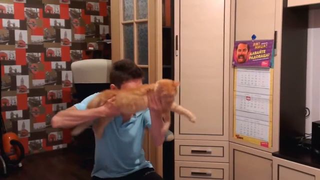 Кот-винтовка смотреть онлайн