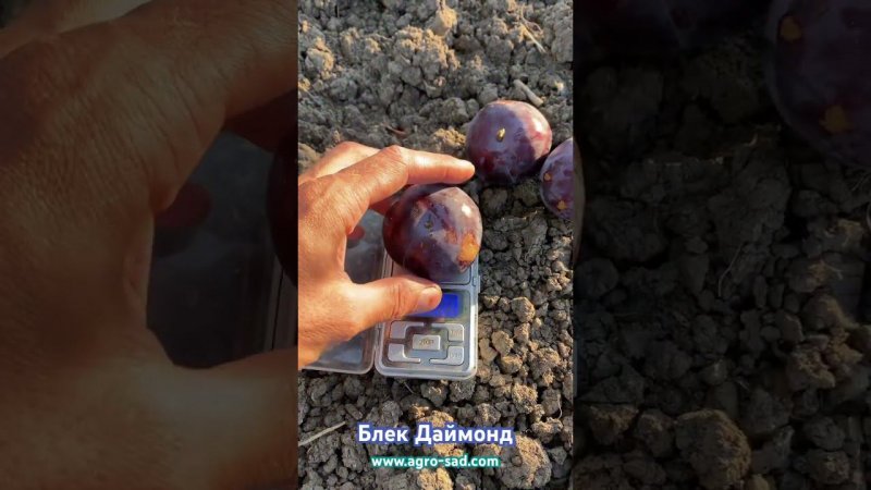 Красномякотная диплоидная слива на Кубани - Блек Даймонд