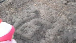 Клубника зимой. В теплице и на открытом грунте.