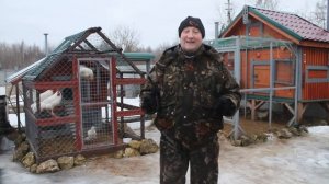 Кросс или порода что выбрать начинающему птицеводу.