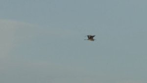 Кореновск. Рыбалка на Бейсужеке.