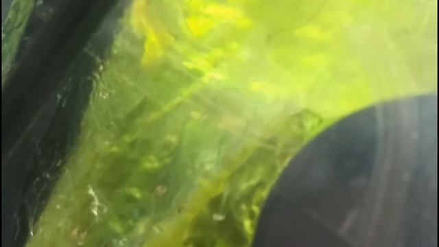 Второй нерест гурами медовых. смотреть онлайн