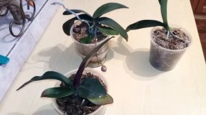 что делать, если замер цветонос орхидеи? и чего нельзя делать.