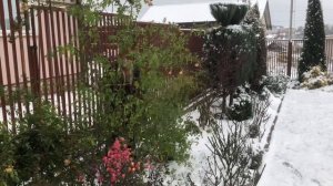 Связываю и укладываю розу Гислен де Фелигонд на зиму ☃️?❄️