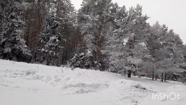 Я живу среди сказочного леса! смотреть онлайн