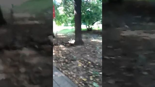 Измайловский бульвар августа2017г. смотреть онлайн