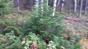 Тайга. Старая лежневка