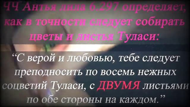 Как правильно собирать листики и манджари Туласи Махарани